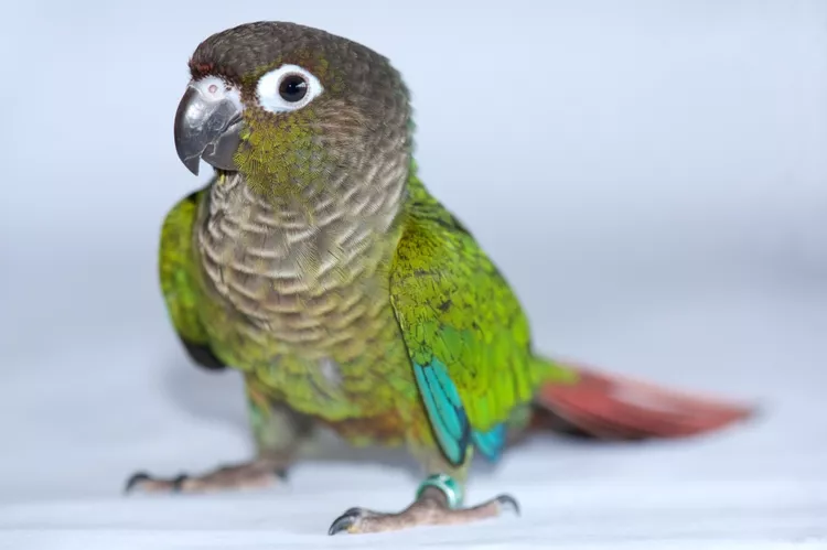 Green-Cheeked Conure